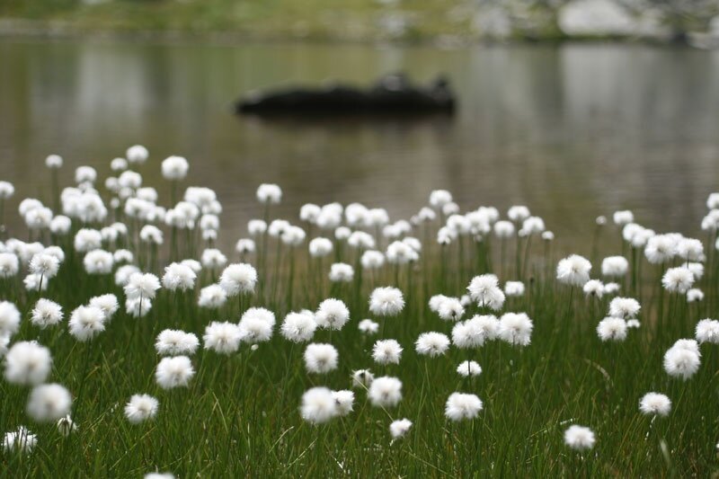 The dragonfly pond