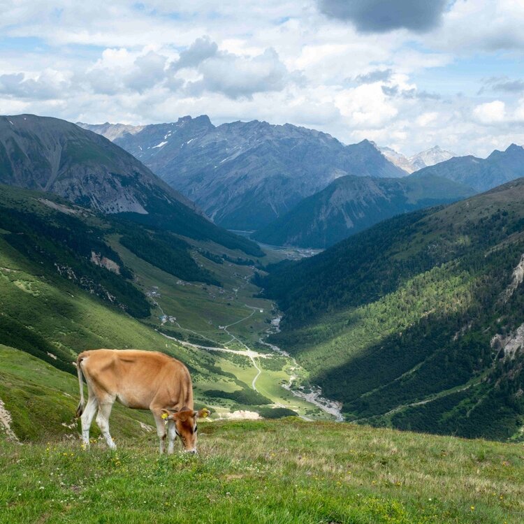 Livigno Carosello 3000 Val Federia