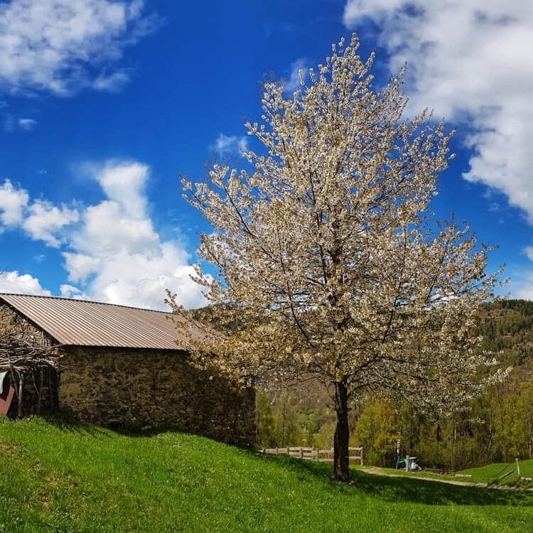 Percorso ad anello Aprica - Località Bratte - Colonia Bustese