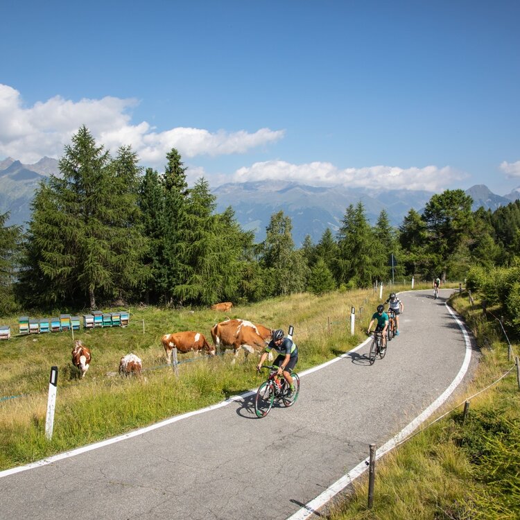 Passo del Mortirolo (da Mazzo di Valtellina)