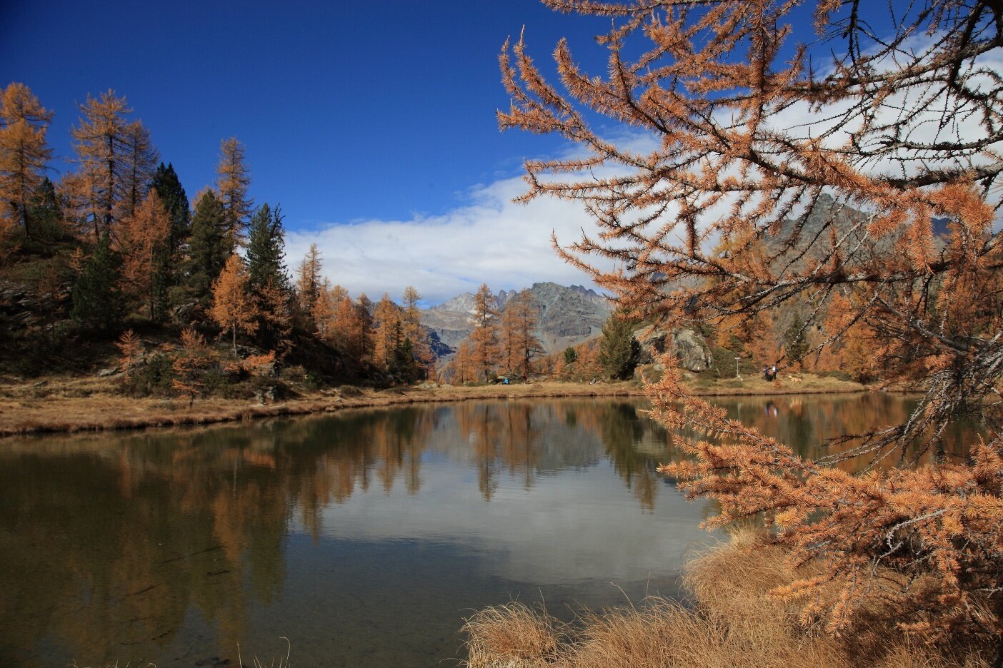 Img2 621122739 Default Variant