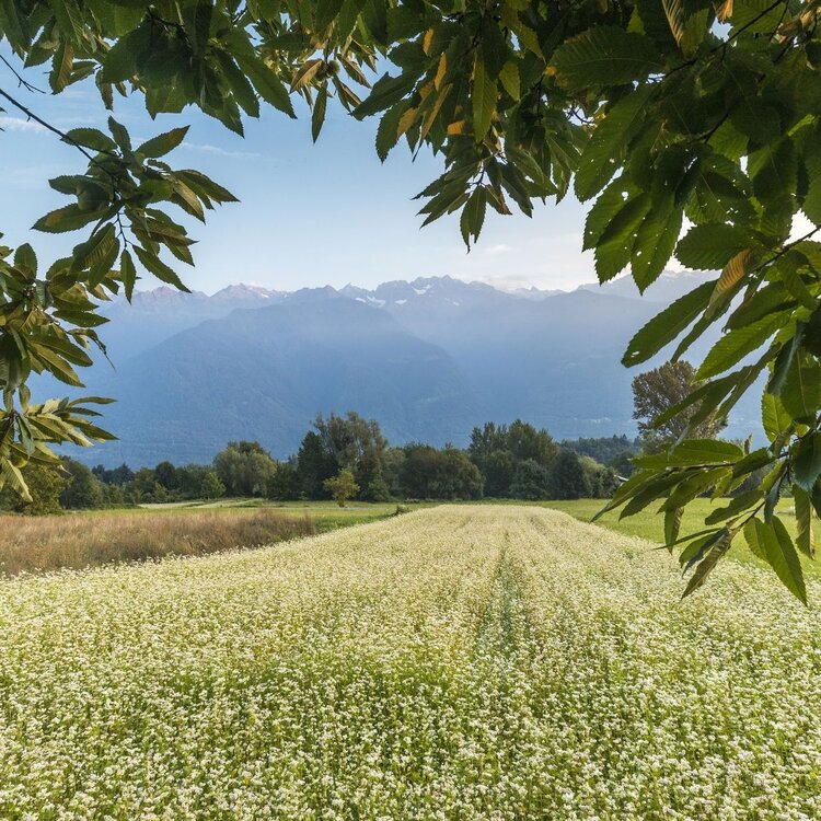 Sui colli di Teglio tra i campi di grano saraceno e le vigne del Valgella