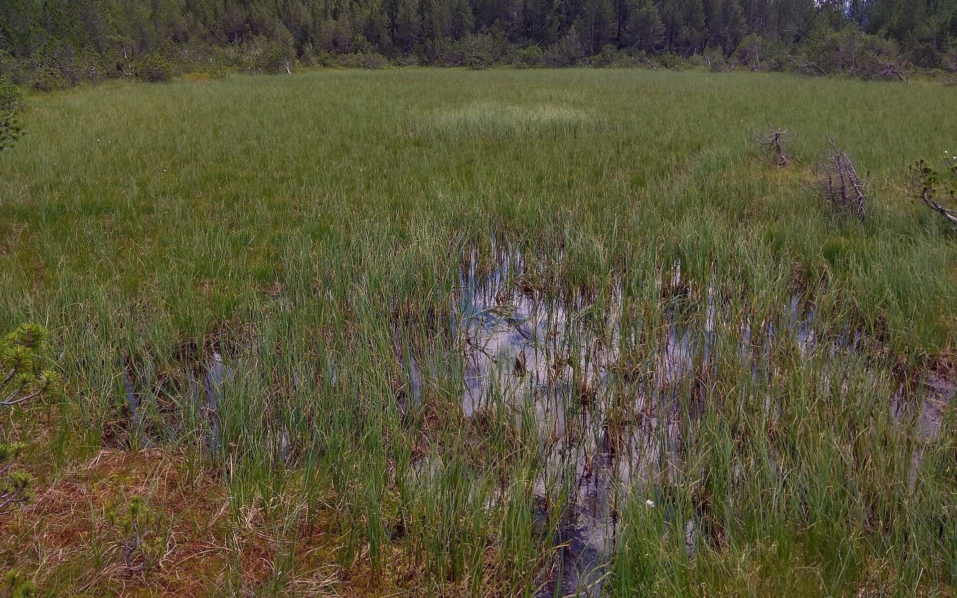 Eye of the bog