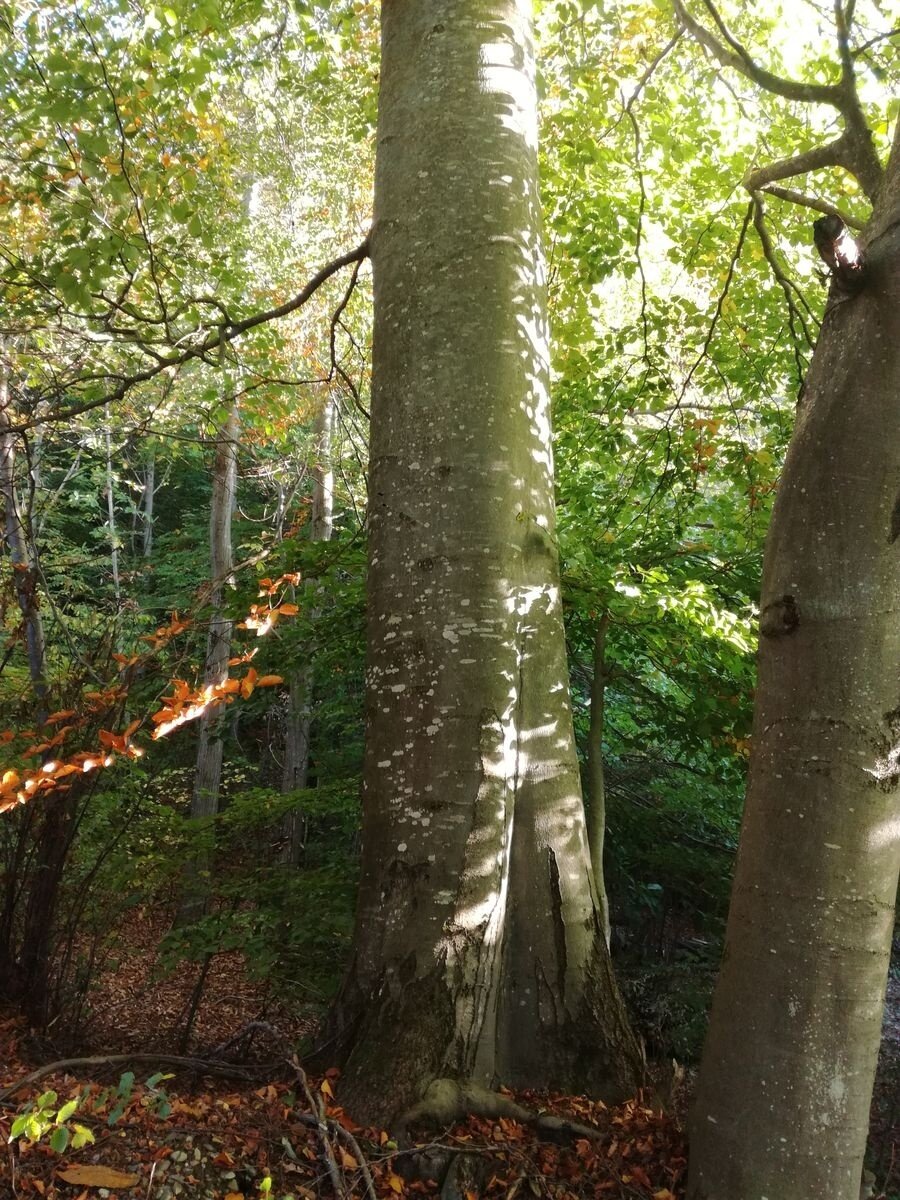 Img2 96364065 Default Variant