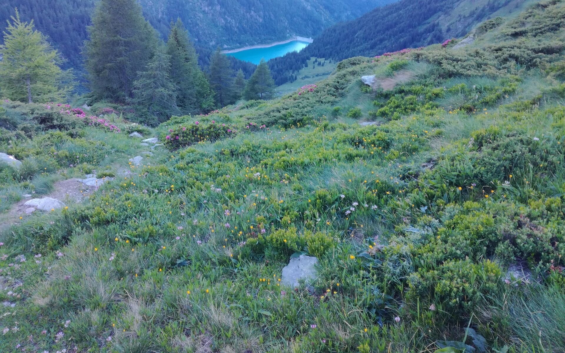 vista scais