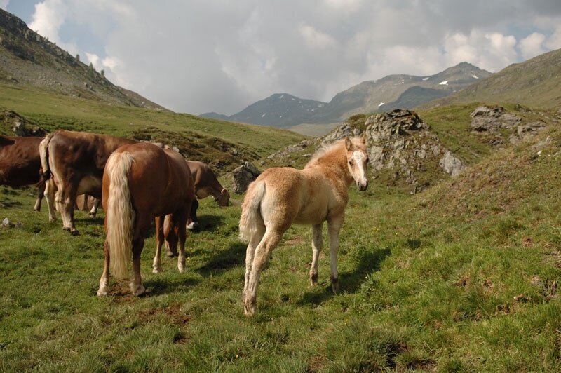 Cavalli in alta quota