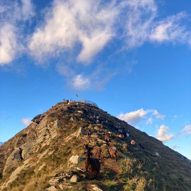 The summit of Mount Pea (M 2,272) with grazing goats
