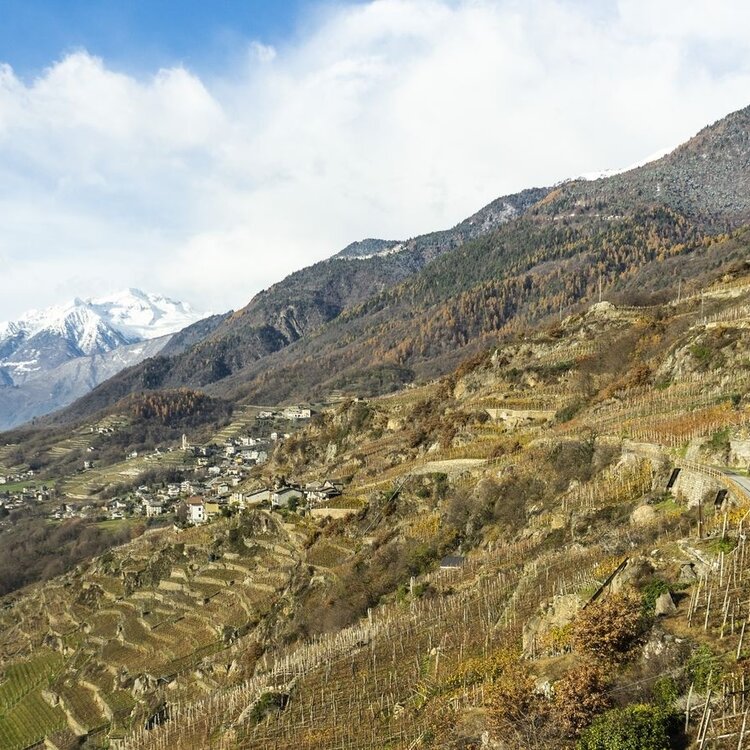 Anello Sassella incisioni