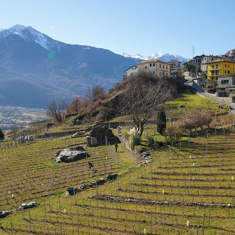 Anello Sassella borghi