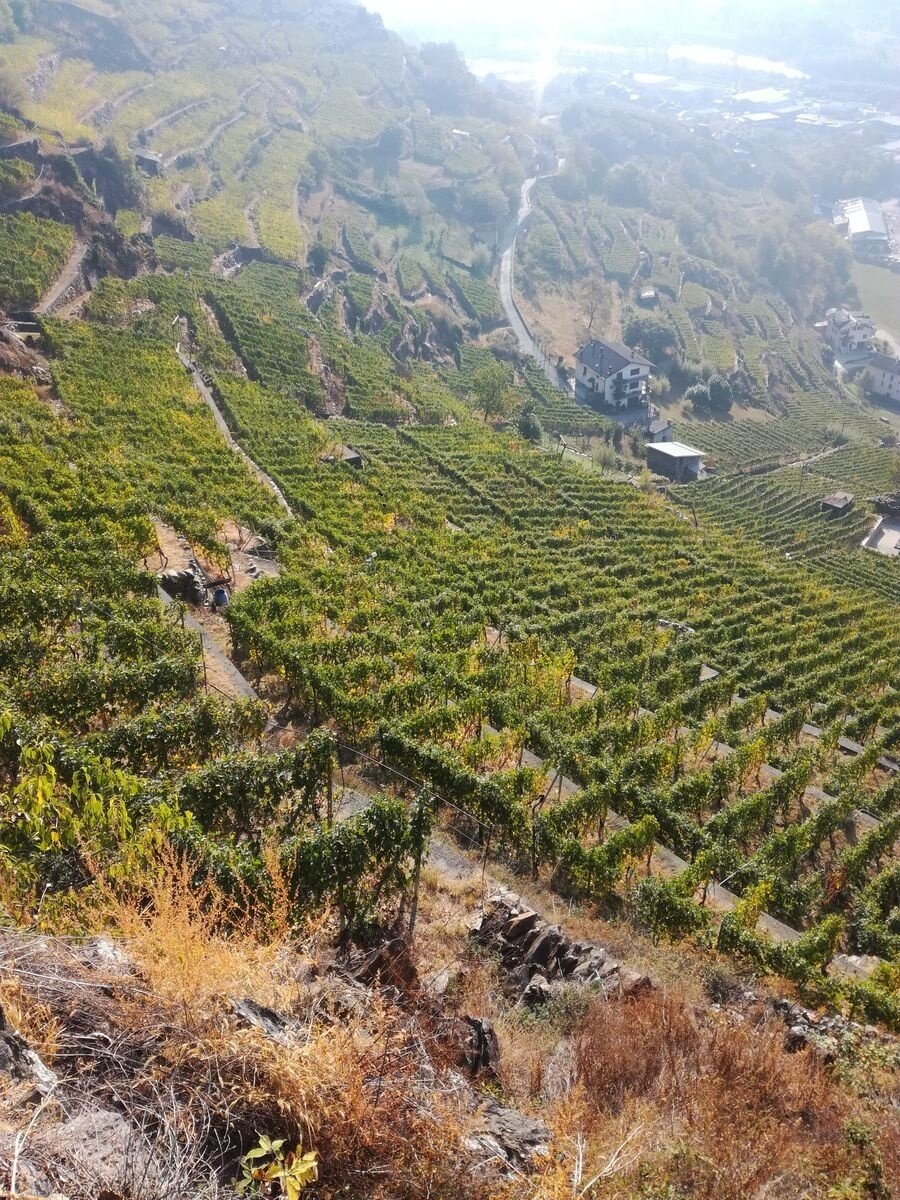 vista vigneti
