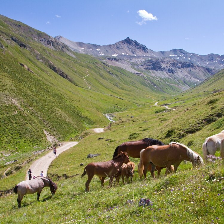 Sentiero Italia D33N - Tappa Rifugio Federico in Dosdè - Livigno
