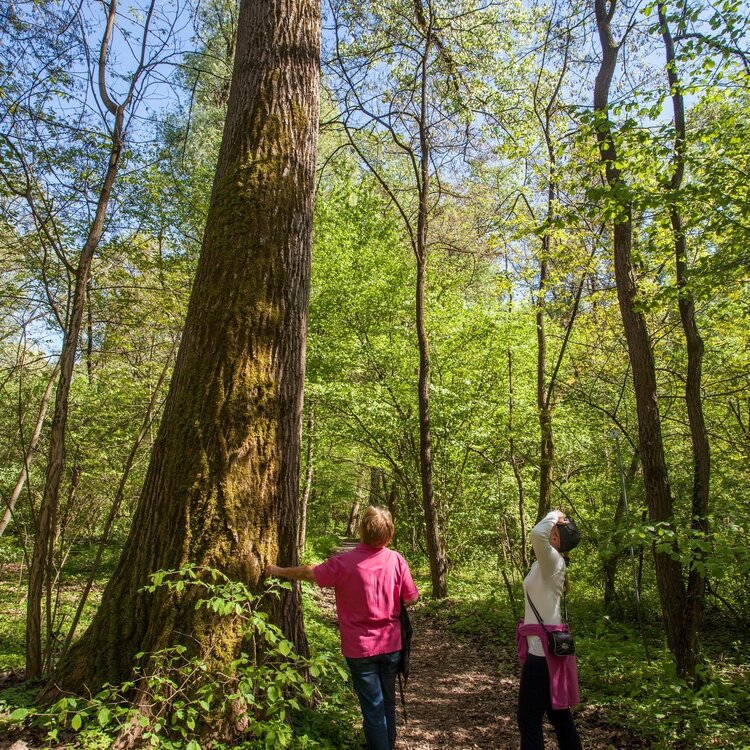 Sondrio - Albosaggia - Bosco dei Bordighi by bike