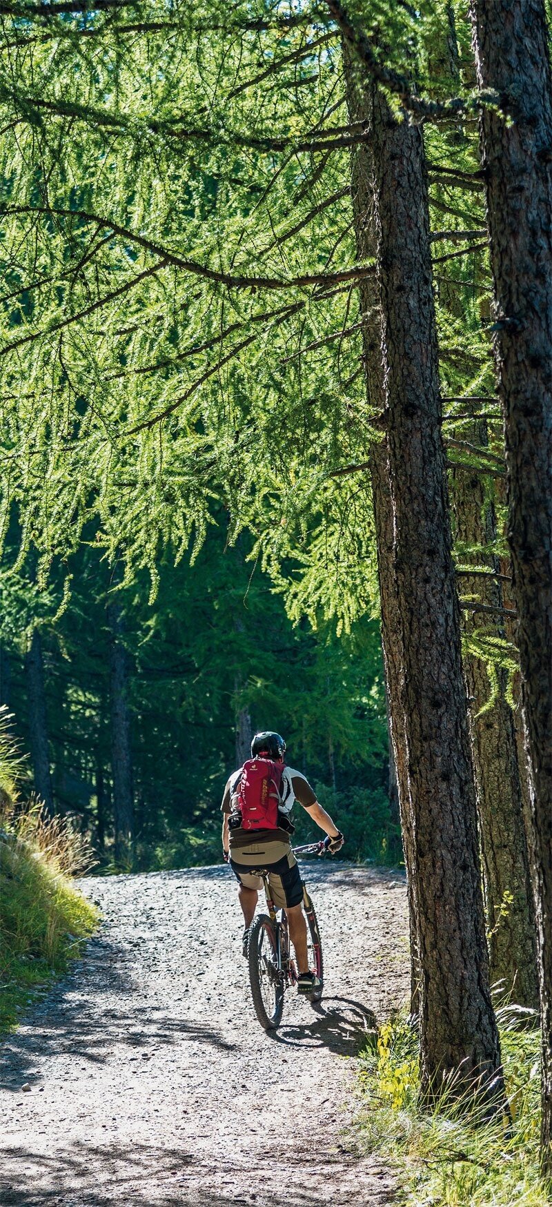 In the Reit forest.