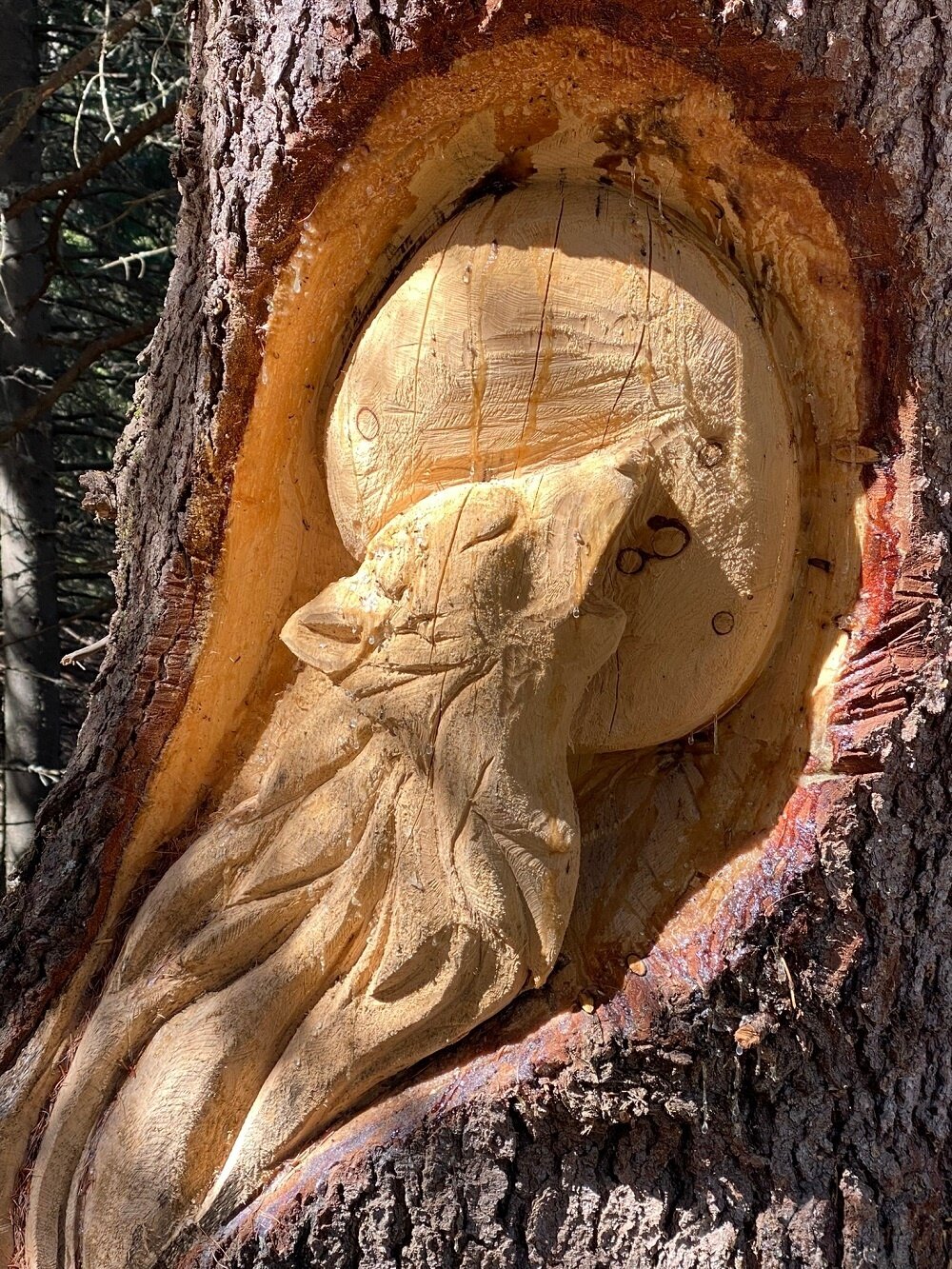 wolf howls at the moon