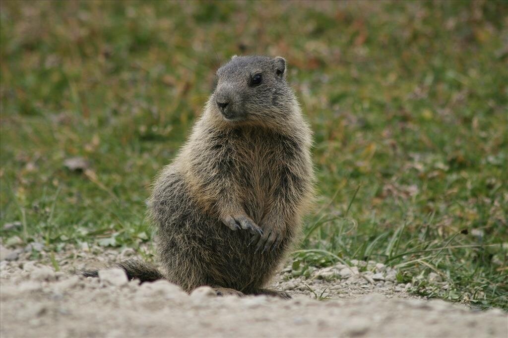 The alpine marmot