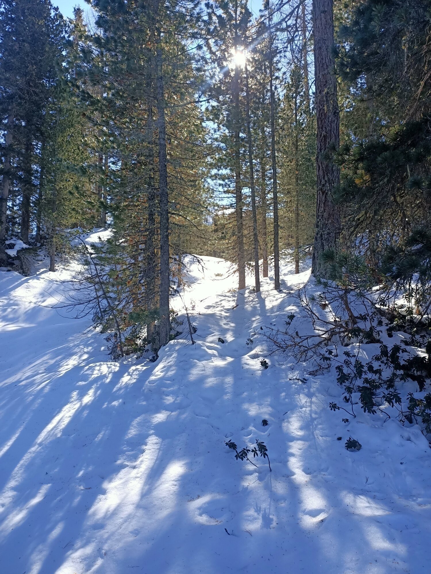 Img2 609869432 Default Variant