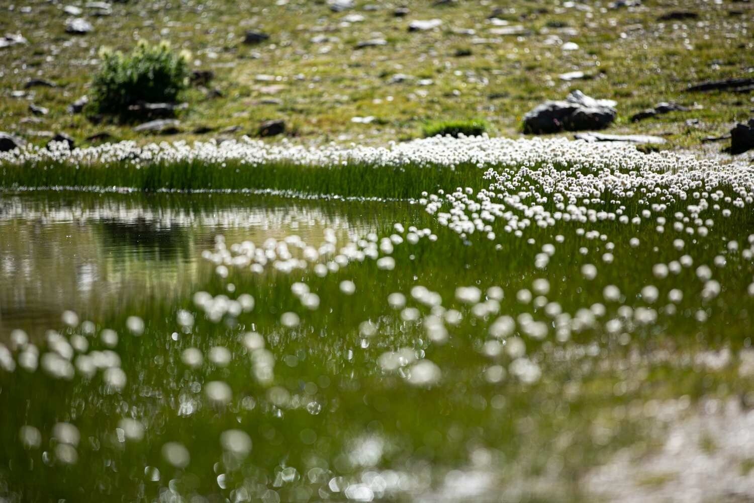 Img2 96364503 Default Variant