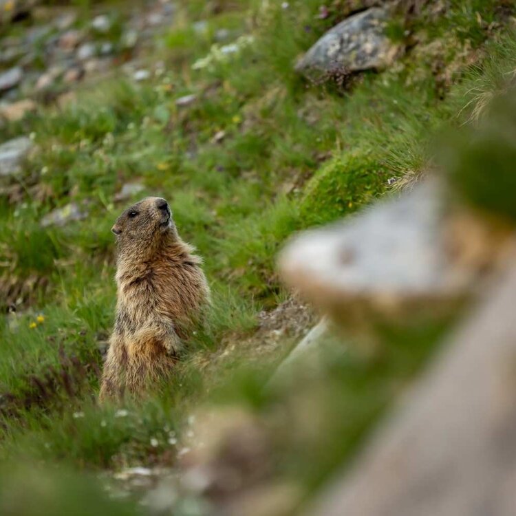 Sunny Valley percorso Marmotte
