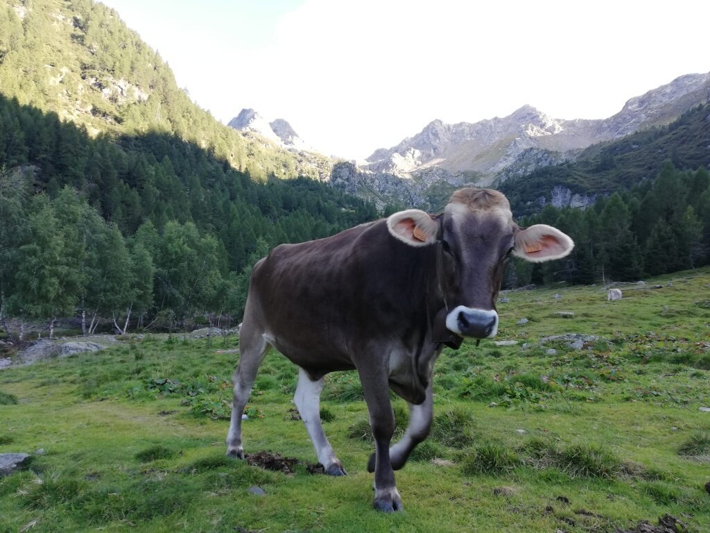 Img2 96364625 Default Variant