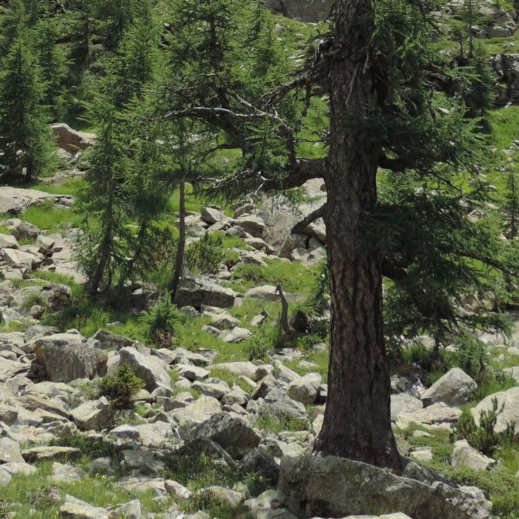 Il sentiero del larice millenario