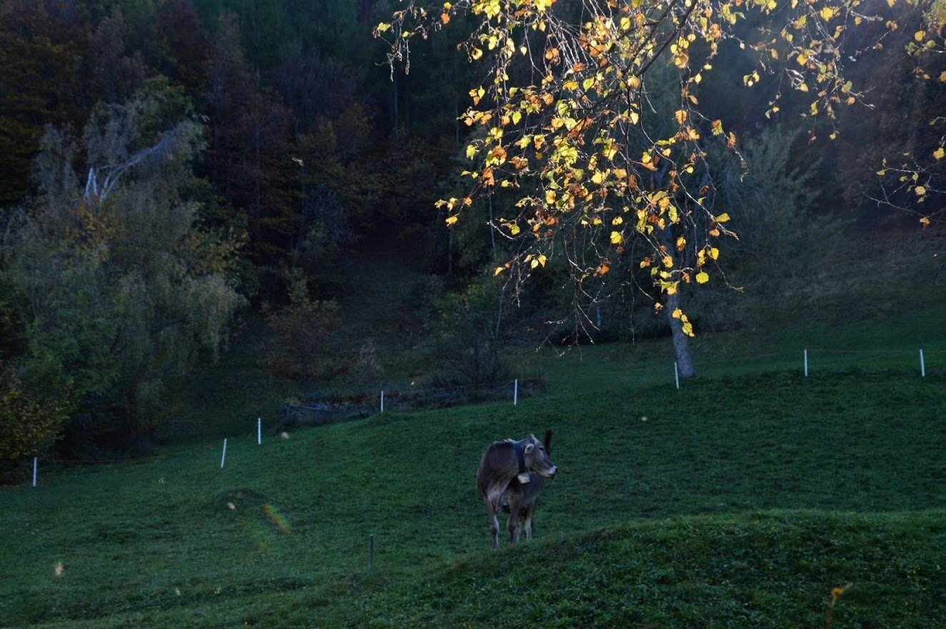 Img2 96363911 Default Variant