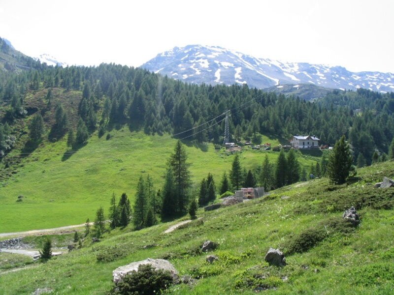 Pine and larch forests
