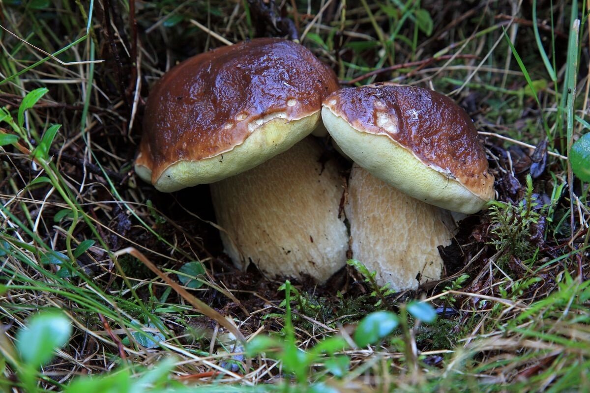 Img2 96364526 Default Variant