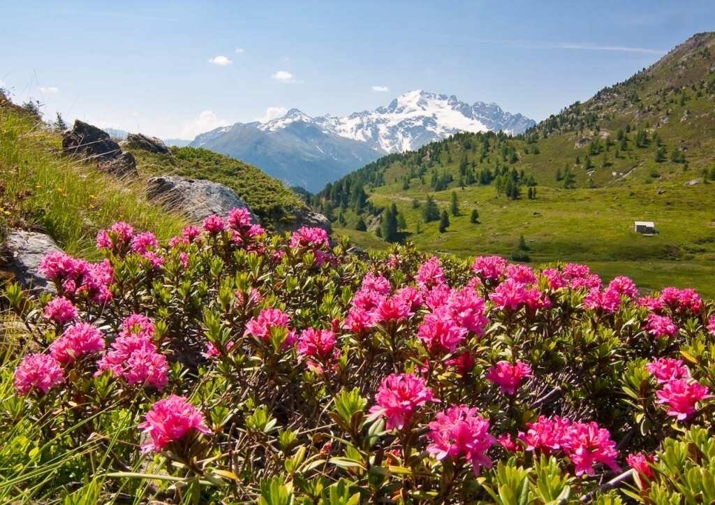 Rhododendrons in the Trela Valley