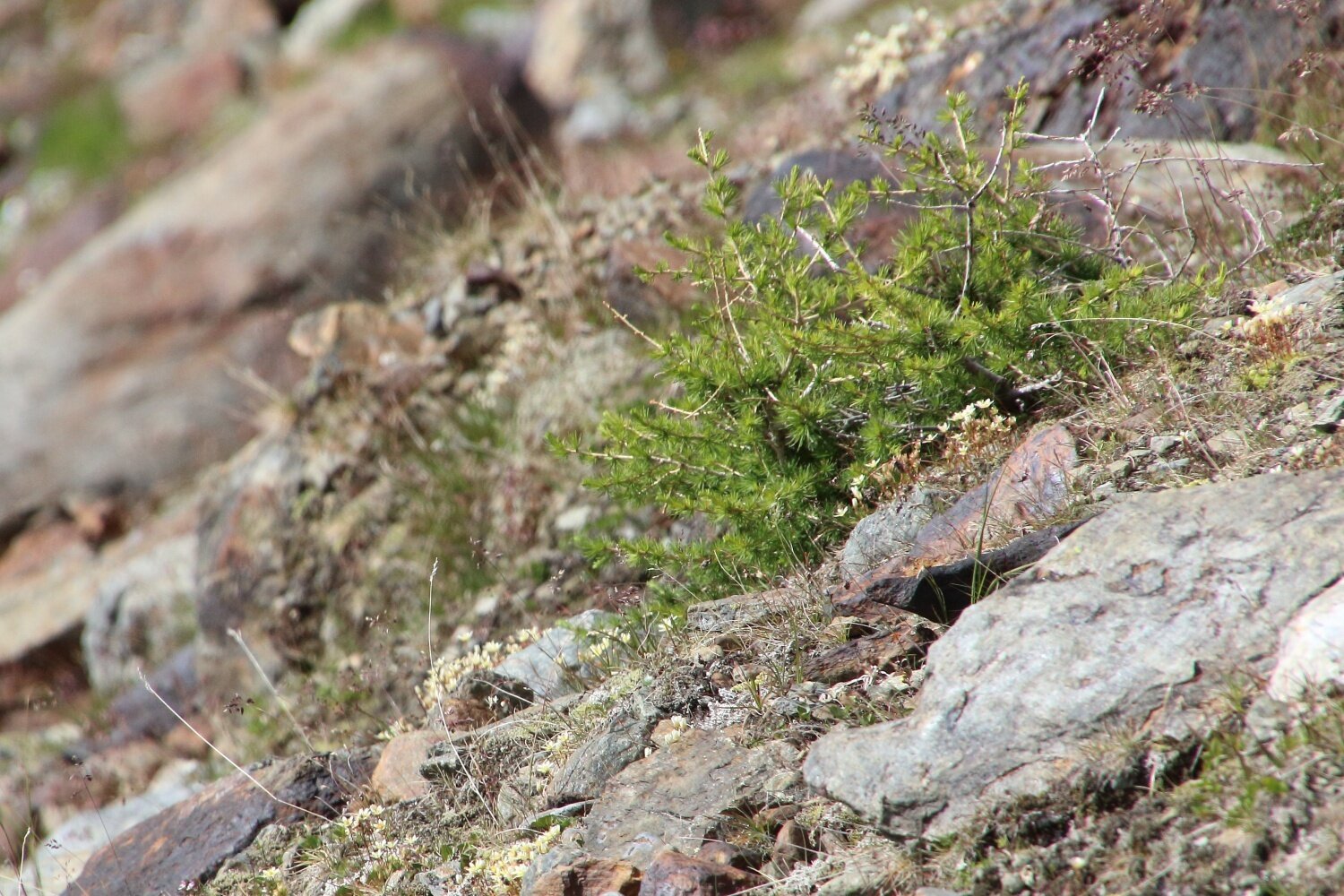 Img2 616364605 Default Variant