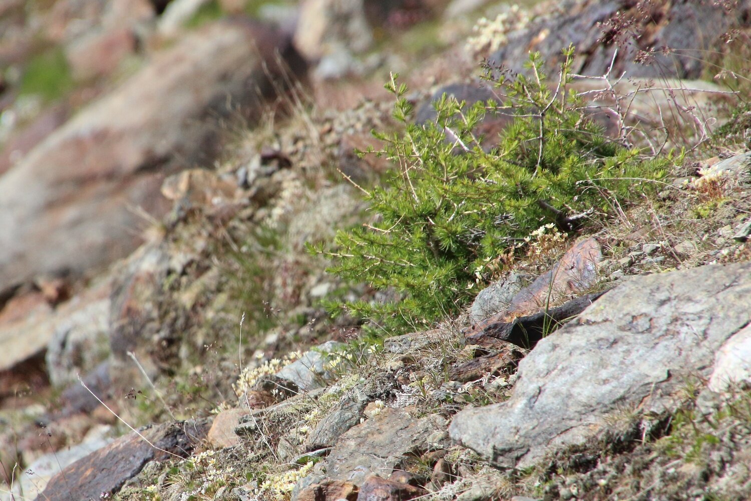 Img2 616364605 Default Variant