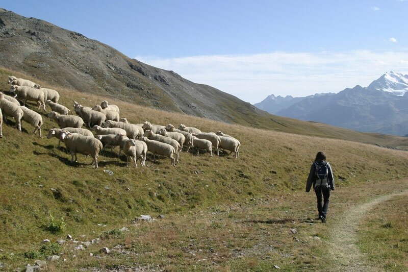Pedenolo, with sheep grazing