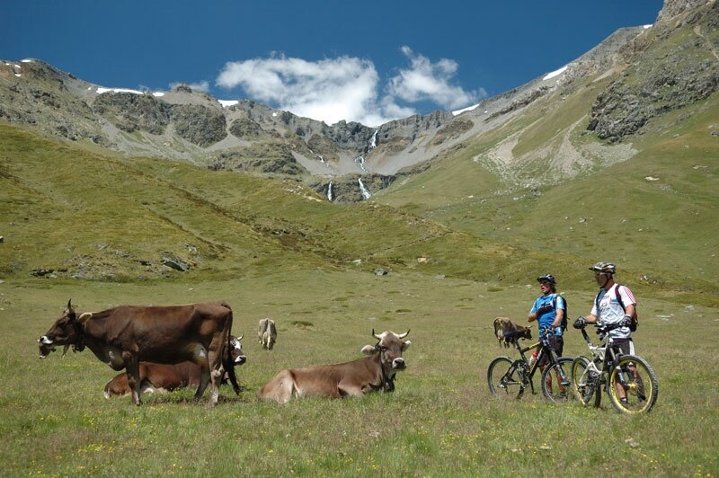 Encounters with grazing cows are more than frequent!