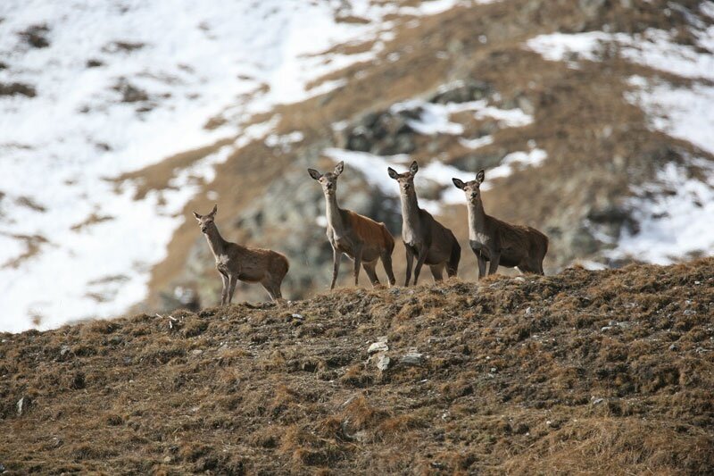 Deer are among the most widespread animals in Stelvio National Park