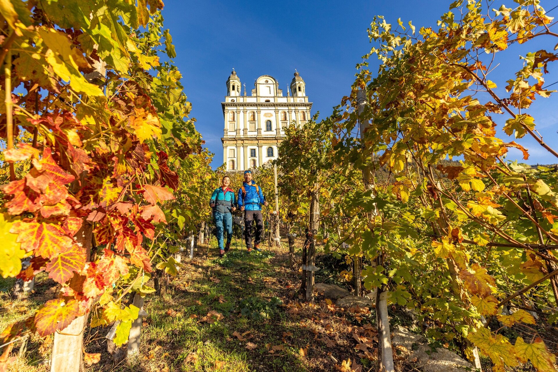 Vineyards in Tresivio