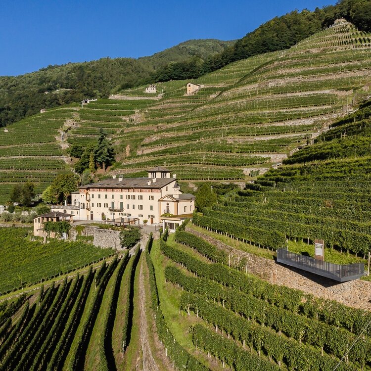 La Gatta Estate, Bianzone