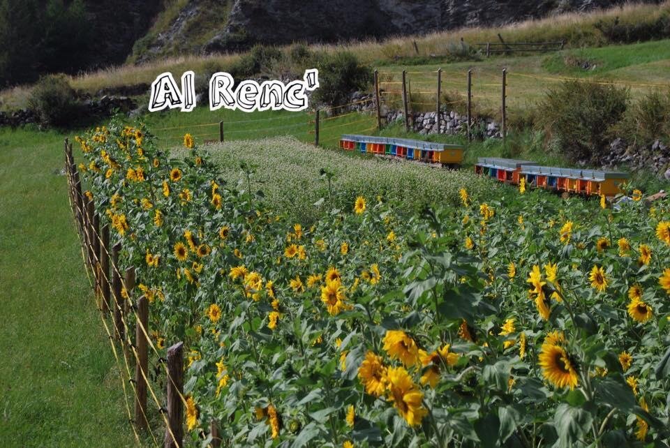 aa
