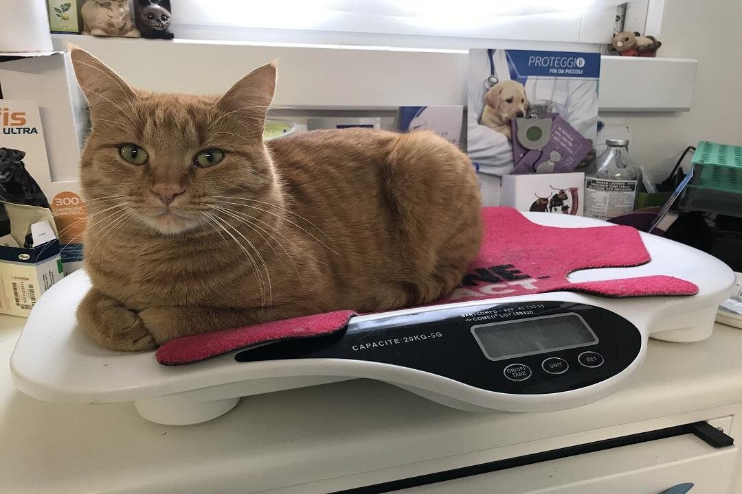 Ambulatori-gatto-bilancia