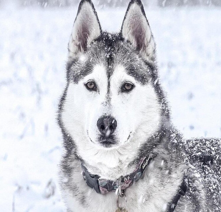 husky